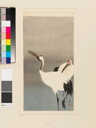 Two Japanese cranes wading in a pond