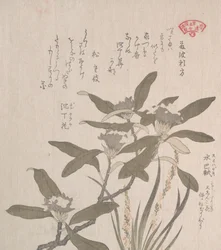 Daphne odora and Mojisuri-so