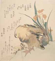 Pair of Mandarin Ducks and Iris Flowers