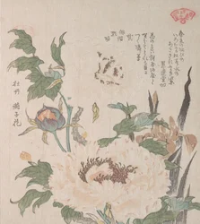 Peonies and Iris