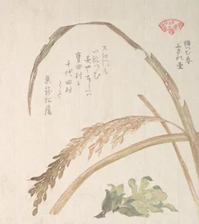 Rice Plant and Butter-Burs, 19th century