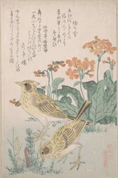 Skylarks and Primroses, from the Series An Array of Birds (Tori awase), from Spring Rain Surimono Album (Harusame surimono-jō, vol. 3)