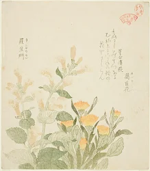 The Common Marigold and The Rajoman Flowers