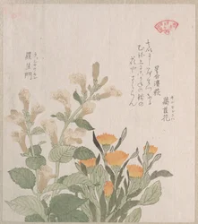 The Common Marigold and The Rajoman Flowers
