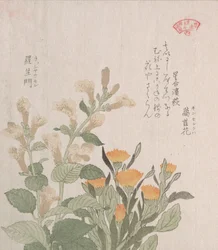 The Common Marigold and The Rajoman Flowers