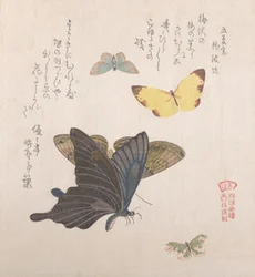 Various moths and butterflies
