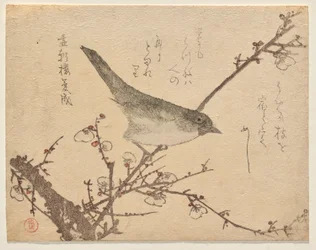 Warbler on Plum Branch