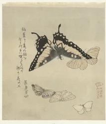 Five Butterflies