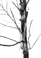 Bare Winter Tree