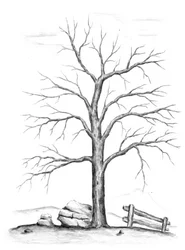 Bare Winter Tree