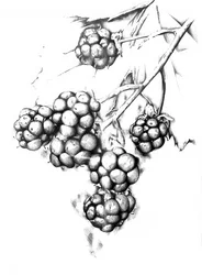 Botanical Berry Drawing