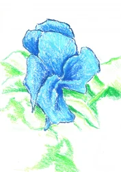Bright Blue Flower Drawing