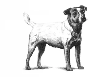 Classic Terrier Drawing