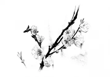 Delicate Blossom Sketch