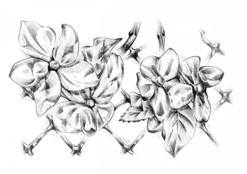 Delicate Floral Drawing