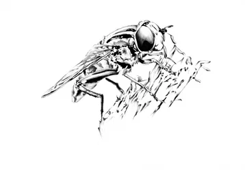 Detailed Fly Drawing