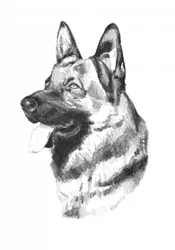 Dog Animal Art Drawing Sketch 19