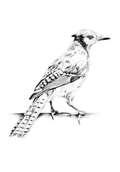 Elegant Blue Jay Sketch
