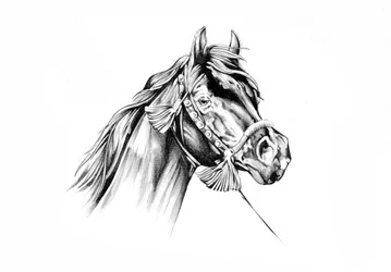 Elegant Horse Profile