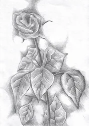 Elegant Rose Sketch