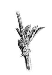 Emerging Plant Bud