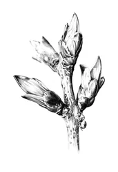 Emerging Spring Buds