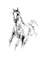 Galloping Horse Sketch