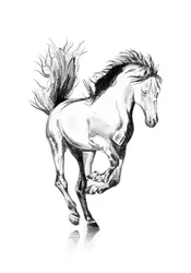 Galloping Horse Sketch