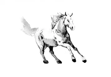 Galloping Wild Horse