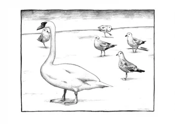 Graceful Swan and Gulls