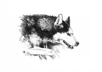 Intense Husky Portrait