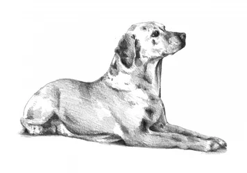 Lying Spotted Dog