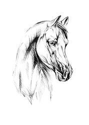 Majestic Arabian Horse