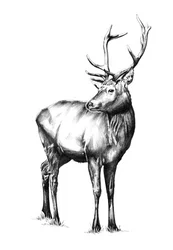 Majestic Elk Gaze