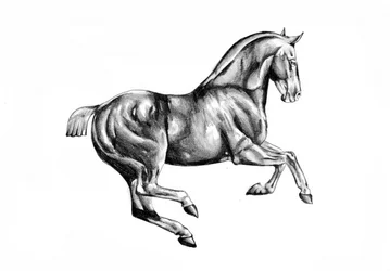 Majestic Horse Drawing