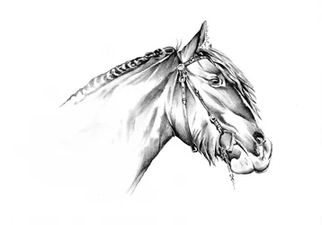 Majestic Horse Drawing
