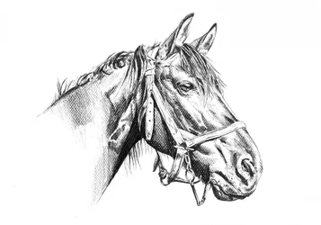 Majestic Horse Drawing