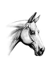 Majestic Horse Head