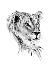 Majestic Lioness Gaze