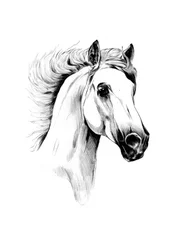 Majestic White Horse