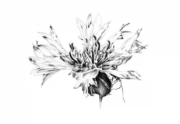 Monochrome Cornflower Study