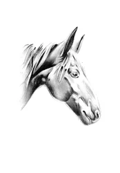 Noble Horse Profile
