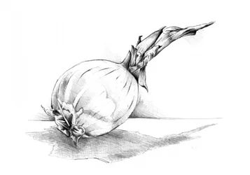 Onion Still Life Drawing