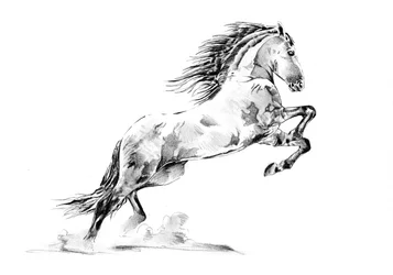 Rearing Appaloosa Horse