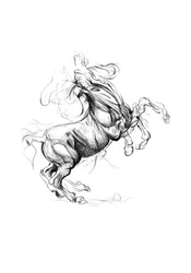 Rearing Horse Sketch