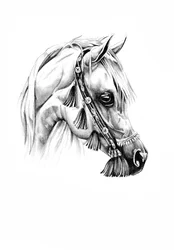 Regal Arabian Horse Portrait