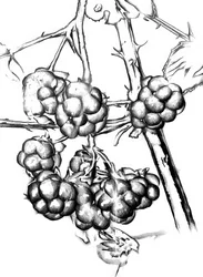 Ripe Wild Berries