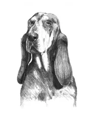 Soulful Basset Hound