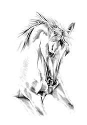 Spirited Horse Drawing