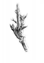 Spring Buds on Branch